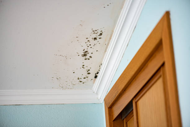Best Mold Remediation for Specific Building Types in Titusville, PA