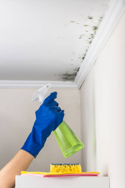 Best DIY Mold Remediation Support Services in Titusville, PA