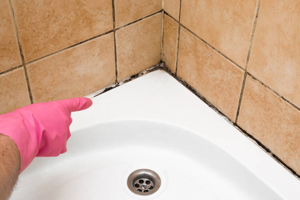 Best Post-Flood Mold Remediation in Titusville, PA